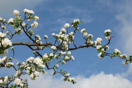 树上苹果, 开花, 分公司, 春天, 天空, 蓝色, 白色