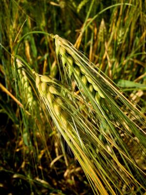 作物, 小麦, 大麦, 字段, 绿色, 属性, 农业