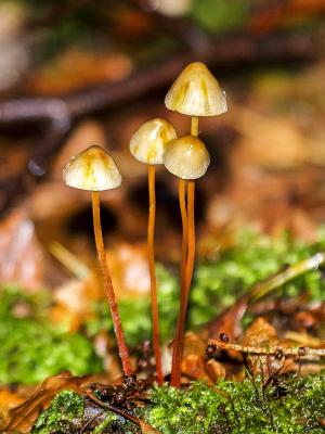 蘑菇, 秋天, 森林, 自然