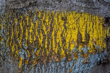 树, 部落, 颜色, 黄色, 木材, diker 桑德斯, 自然