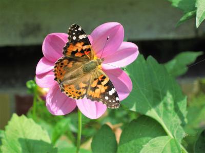 花, 蝴蝶, 自然, 夏天的花, 昆虫飞行, 生活自然, 在夏季时间