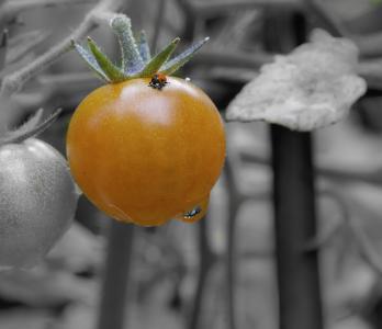 番茄, 瓢虫, 黑色和白色, 颜色, 橙色, vedgetable, 水果