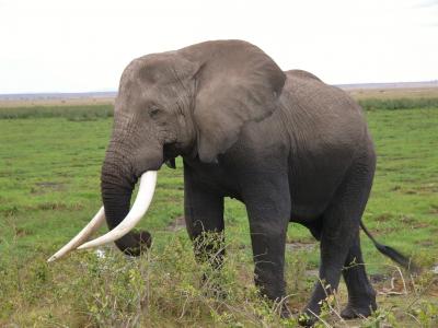 安博塞利国家公园, 肯尼亚, 大象, 动物, 动物, 自然, 非洲大象