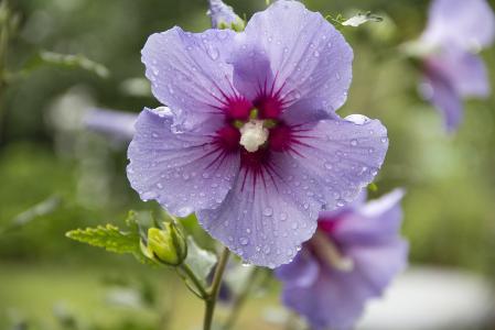 锦葵, 开花, 绽放, 紫罗兰色, 植物区系, 花, 雨滴