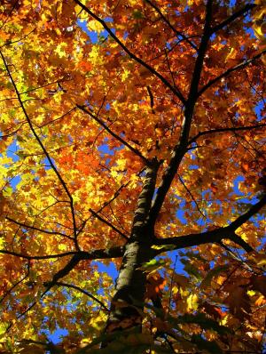 槭树, 秋天, 枫树, 叶子, 金色的秋天, 黄色, 秋天的颜色