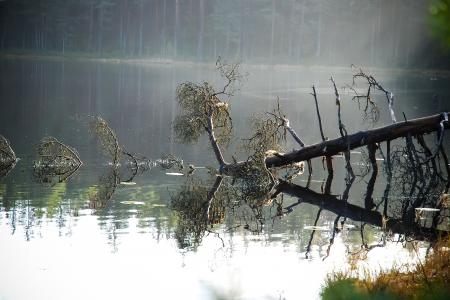 自然, 森林, 池塘, 芬兰语, 树, 松树, 风暴