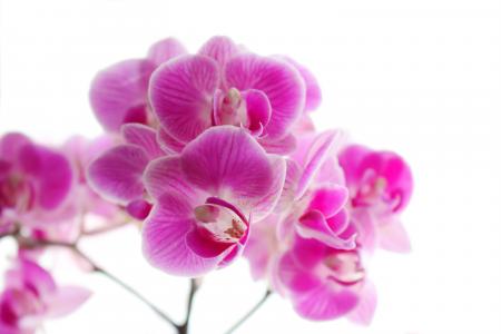 兰花, phaleonopsis, 艺术, 植物, 花, 紫罗兰色, 粉色
