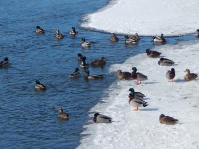 冬鸭, 野生动物, 自然, 外面, 鸭, 动物, 水