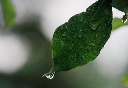 叶, 雨, 下降, 植物, 赛季, 水, 液滴
