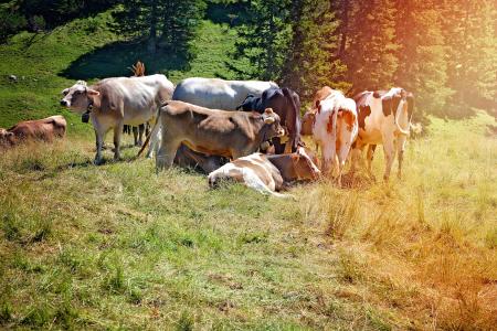 母牛, alm, 景观, 牧场, 动物, 夏季, 高山