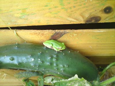 树蛙, 青蛙, 黄瓜, 栅栏, 花园篱笆