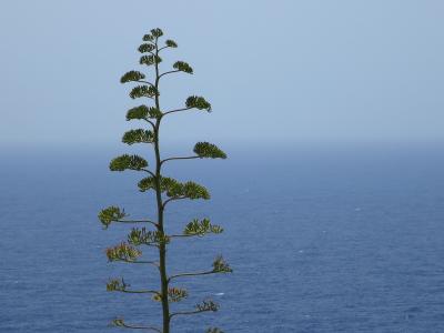 马耳他, 海, 植物, 仙人掌