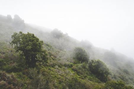 有雾, 薄雾, 山, 自然, 树木, 雾, 森林