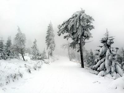冬天, 雪, 树, 布什, 自然, 寒冷, 雾