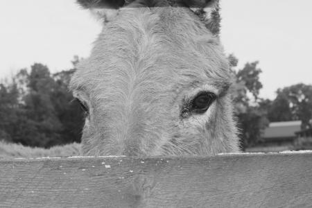 驴, 动物, 农场, 眼睛, 农场里的动物, 头, 栅栏