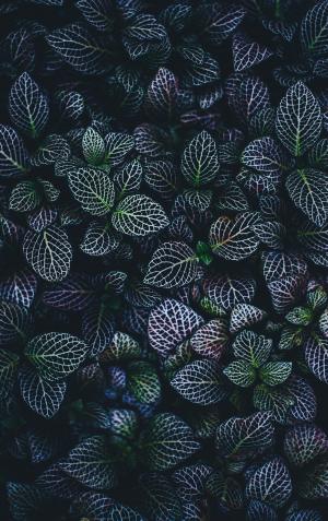 叶子, 自然, 植物, 绿色, 静脉, 黑暗, 紫罗兰色
