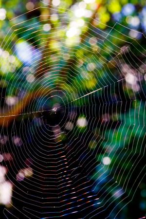 蜘蛛网, 回光, 自然, 蜘蛛, 网络, 宏观, 蜘蛛网