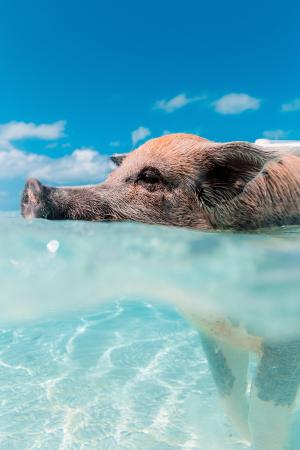 猪, 动物, 游泳, 海, 海洋, 蓝色, 水