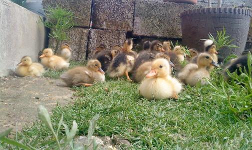 小鸭, 小鸡, 年轻, 宝贝, 鸟类, 婴儿, 小