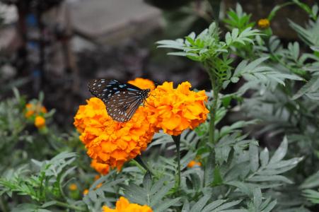 蝴蝶, 花, 黄色, 自然, 蝴蝶-昆虫, 大自然的美, 户外