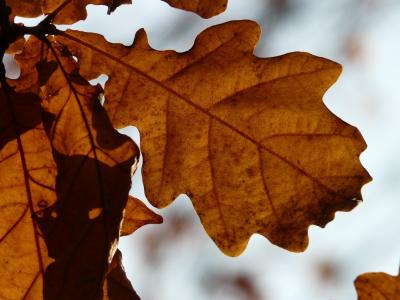 橡树叶, 橡树, 栎, 无梗的橡树, petraea 栎, 冬天的橡树, 金色的秋天