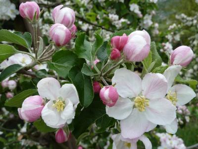 苹果花, 春天, 开花, 绽放, 自然, 树上苹果, 草甸