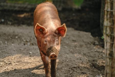 泥泞的农场猪