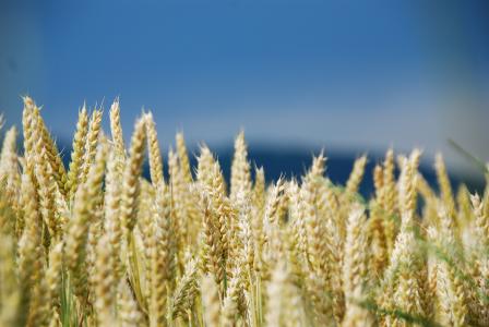 小麦, 麦田, 谷物, 玉米田, 照明, 天气心情, 景观