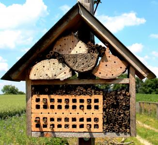蜜蜂, 野蜂, 蜜蜂的房子, 保护物种, 鸟巢, 保护, 专业