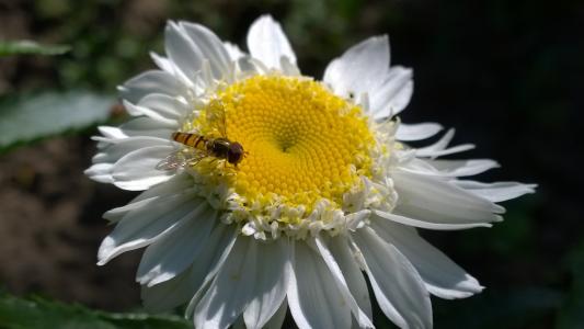 黛西, 夏季, 昆虫, 自然, 花, 蜜蜂, 黄色