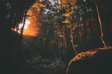 日落, 风光, 森林, 树, 木材, 阴影, 自然