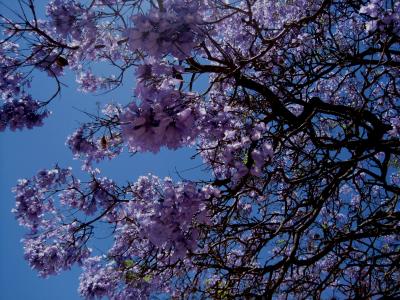 jakaranda, 树, 花, 绽放, 花瓣, 喇叭形, 紫色