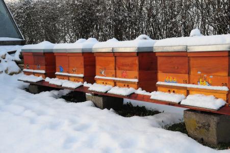 冬天, 蜂巢, 自然, 蜜蜂, 蜂蜂巢, 蜂蜜蜂, 花园