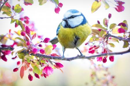 春天里的小鸟, 鸟, 春天, 蓝色, 开花的树, 自然, 分公司