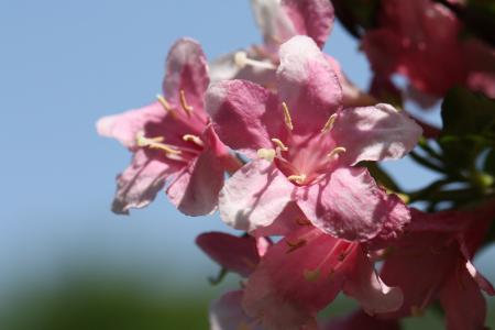 杜鹃, 粉色, 粉红色的花, 花, 春天, 4 月, 自然