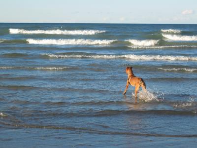 狗, 海滩, 波, 水, 蓝色, 海岸, 密歇根湖