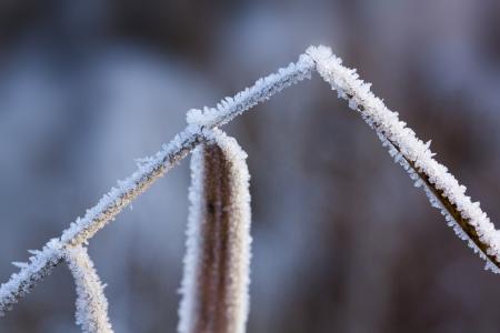白霜, 弗罗斯特, 冬天, 自然, 冻结, 每年的时候, 草