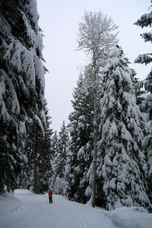 冬天, 雪, 滑雪者, 感冒, 滑雪, 活动, 户外
