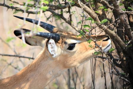 羚, 克鲁格公园, 南非, 自然, 野生动物