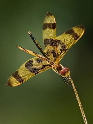 棕色, 黑色, 蜻蜓, 特写, 摄影, bug, 翼