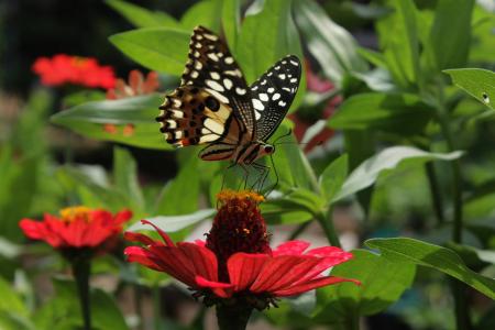 蝴蝶, 花园, 自然, 昆虫, 多彩, 野生动物, 生活