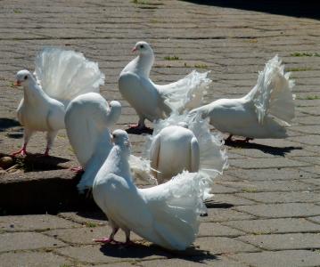 鸽子, 白鸽, 白色, 鸟, 美丽, 白色的鸽子, 自然