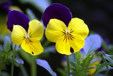 花, 三色堇, 紫罗兰色, 黄色