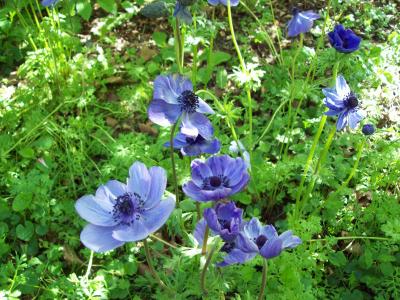 银莲花, 花, 紫色, 蓝色, 植物区系, 花瓣