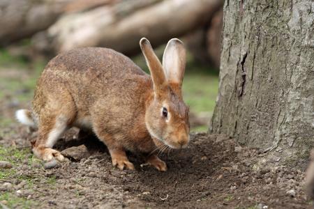 小兔子, 兔子, 宠物, 可爱, 棕色, 户外, 花园