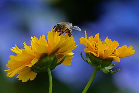 蜜蜂, 蜂蜜蜂, api, 昆虫, 花园