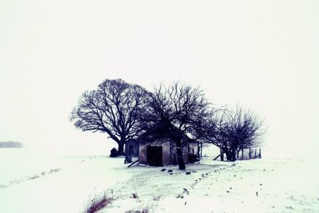冬天, 景观, 雪, 树, 首页, 自然, 荒地