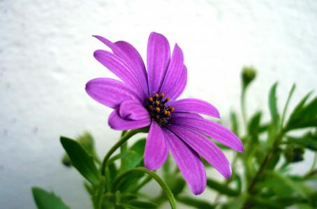 花, 黛西, 紫色的花, 宏观, 绿色, 自然, 花园