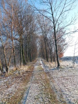 冬天, 寒冷, 走了, 徒步旅行, 树木, 12 月, 冬天灌木