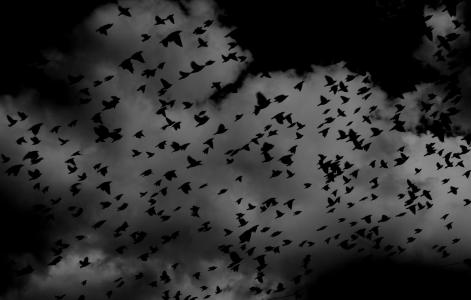 鸟类, 羊群, 翅膀, 飞行, 天空, 云彩, 黑色和白色